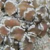 Lecanora cinereofusca